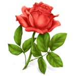 Rosen sind voller Symbolik: Rote...